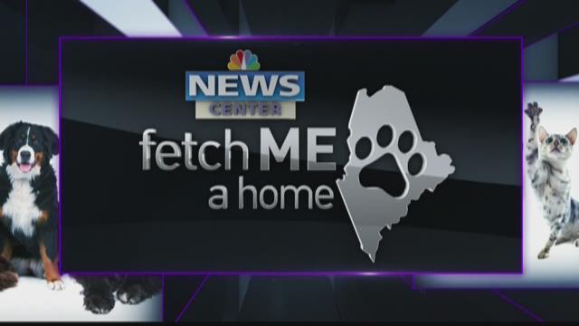 Fetch ME a Home, April 3