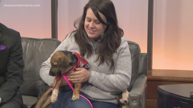 animal refuge league of greater portland